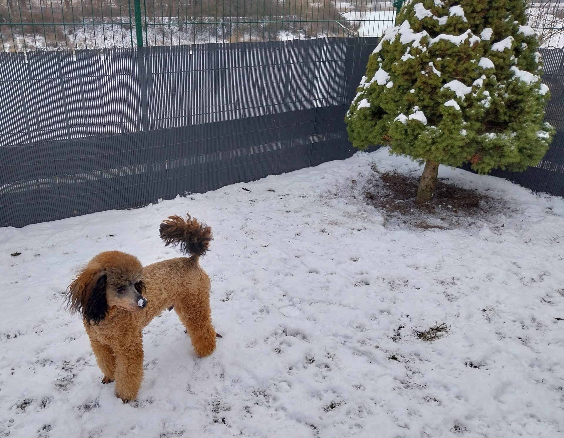 Freddy von Fürstenberg