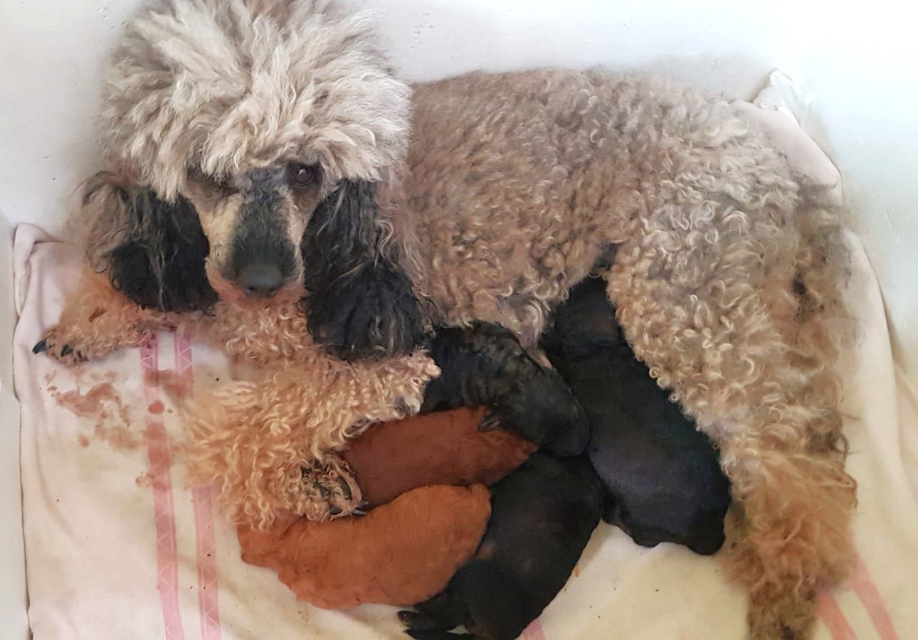 Moonia vom blauen Planeten